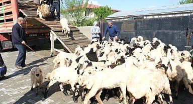 Erzincan'da yayla göçü başladı: Şavaklı üreticiler emek yolculuğunda