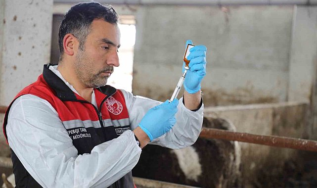 Eskişehir'de şap aşılama kampanyası yüzde 100 başarıyla tamamlandı