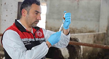 Eskişehir'de şap aşılama kampanyası yüzde 100 başarıyla tamamlandı