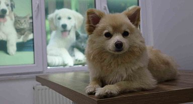 Evcil hayvan sahipleri dikkat: Yaz mevsiminde bunlara dikkat etmek hayati önem taşıyor