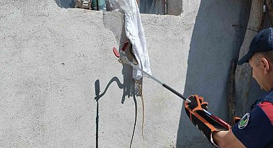 Eve giren yılan itfaiye tarafından yakalandı