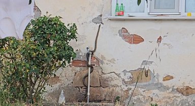 Eve girmeye çalışan yılanı son anda yakaladı