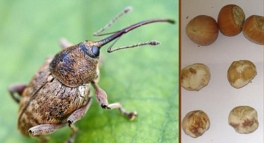 Fındık kurdu ile mücadele zamanı