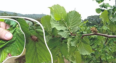 Fındık üreticileri ve arıcılar dikkat