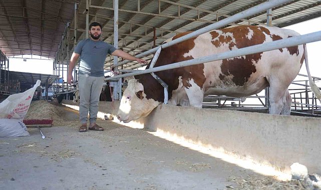 Fiyatı ve hırçınlığıyla ürküten bin 400 kiloluk devasa tosun servet değerindeki fiyatıyla alıcısını bekliyor
