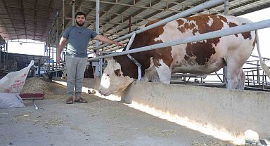 Fiyatı ve hırçınlığıyla ürküten bin 400 kiloluk devasa tosun servet değerindeki fiyatıyla alıcısını bekliyor