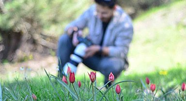 Fotoğraf tutkunları Manisa Lalesi için Spil Dağına akın etti