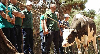 Gaziantep Büyükşehir, kurban yakalama timi bayrama hazır