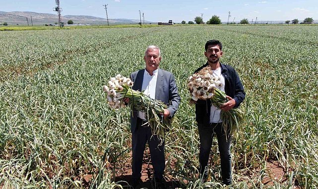 Gaziantep'te AB tescilli Araban sarımsağının hasadı başladı