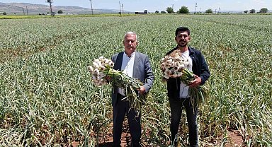 Gaziantep'te AB tescilli Araban sarımsağının hasadı başladı