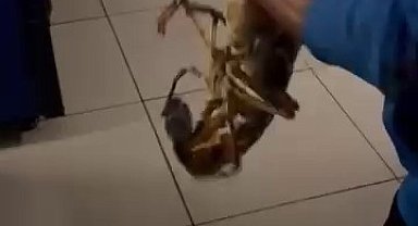 Gemlik Körfezi'nde dev istakoz yakalandı