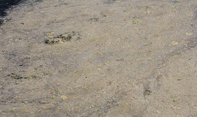 Gemlik Sahilleri'nde tehlikeli görüntü...Müsilaj balık yumurtalarını öldürüyor