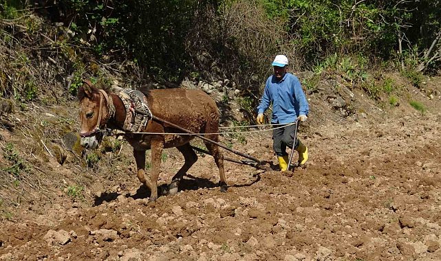 Gercüş'te dededen kalma yöntemlerle imece usulü pirinç ekimi