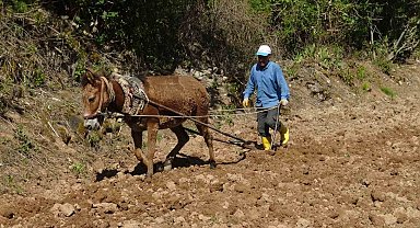 Gercüş'te dededen kalma yöntemlerle imece usulü pirinç ekimi
