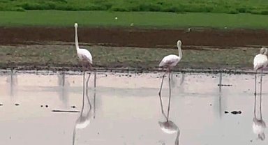 Göç yolunda olan flamingolar Diyarbakır'da mola verdi