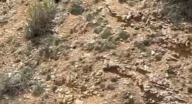 Gümüşhane'de annesini kaybeden yavru ayı bağırarak annesini aradı