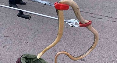 Gümüşhane'de ayılardan sonra yılanlar da şehir merkezine indi, 2 metrelik yılan yakalandı