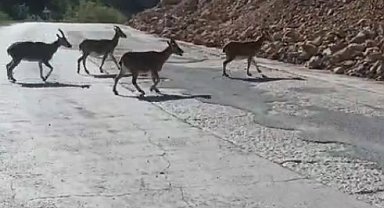 Gümüşhane'de vaşak ve dağ keçileri yollara indi