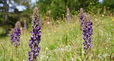 Gürsu'nun Gök Sığırkuyruğu çiçekleri açtı