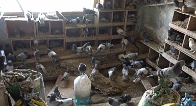 Güvercinleri için alevlerin arasında kaldı