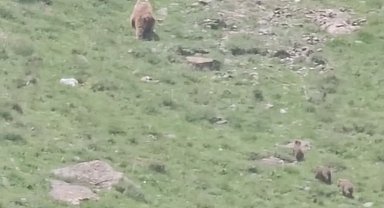 Hakkari'de anne ayı yavrularıyla görüntülendi