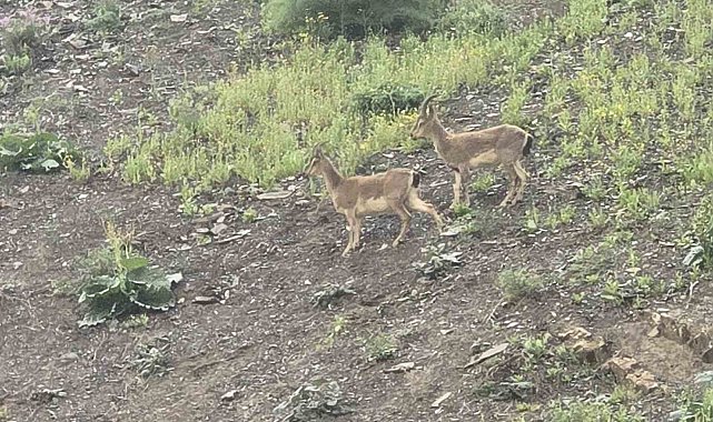 Hakkari'de dağ keçileri kara yoluna indi