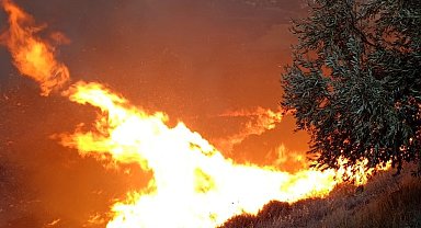 Hatay'da zeytinlikte yangın