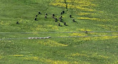 Horasan'da domuz sürüsü görüntülendi