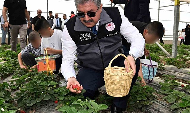 Huzurevinde kalan büyükler ve koruma altındaki çocuklar, çilek hasadı yaptı
