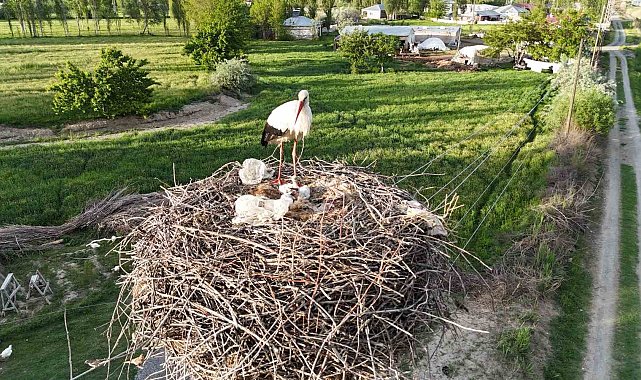 Iğdır'da elektrik direkleri leylek yuvasına dönüştü: O yuvalar havadan görüntülendi