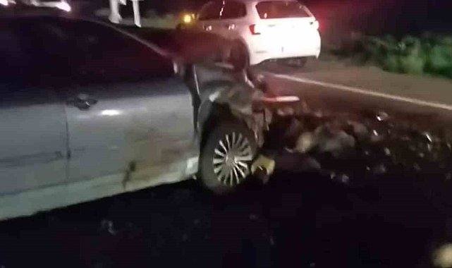 Iğdır'da otomobil hayvan sürüsüne çarptı: 25 koyun telef oldu