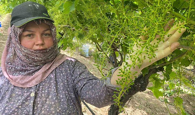 İhracat için salkım salkım mücadele