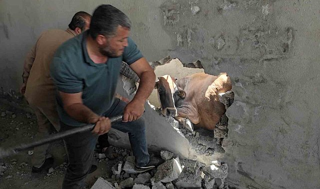 İki duvar arasında sıkışan ineği balyozla duvarı kırarak kurtardılar