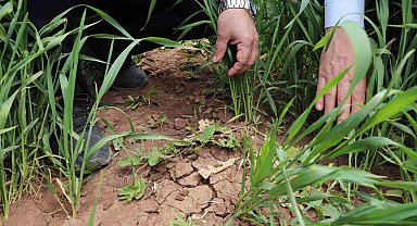 İl Müdürü çiftçileri uyardı: "Hastalıklar verim ve kaliteyi düşürür"