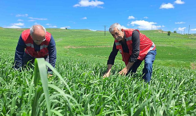 İl Tarım ve Orman Müdürlüğü uyardı: 'Hububatta pas hastalığına dikkat'