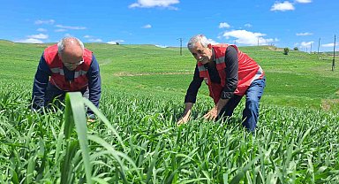 İl Tarım ve Orman Müdürlüğü uyardı: 'Hububatta pas hastalığına dikkat'