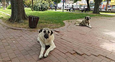 İlkadım'daki sokak hayvanları problemine çözüm