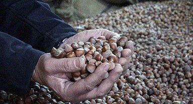 INC Türkiye fındık rekoltesini açıkladı, fındık fiyatları 220 liradan 180 liraya düştü