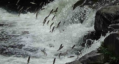 İnci kefalinin varoluş mücadelesi