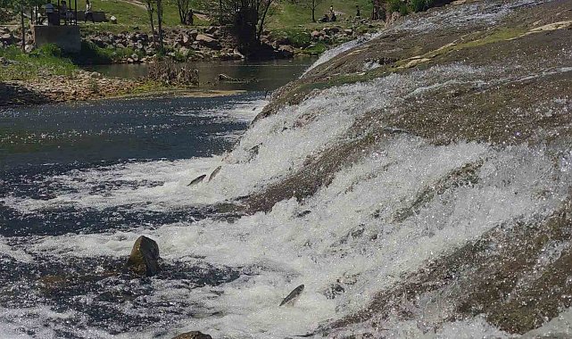 İnci kefalinin yumurta bırakmak için 23 kilometrelik serüveni