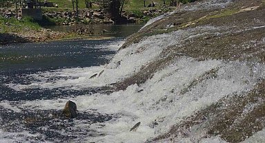 İnci kefalinin yumurta bırakmak için 23 kilometrelik serüveni