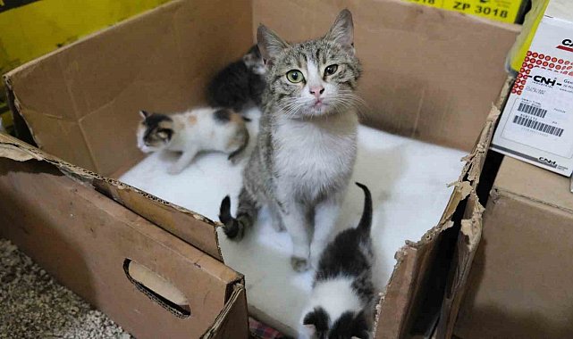 İş yerinde doğum yapan anne kedi ve yavrularına gözü gibi bakıyor