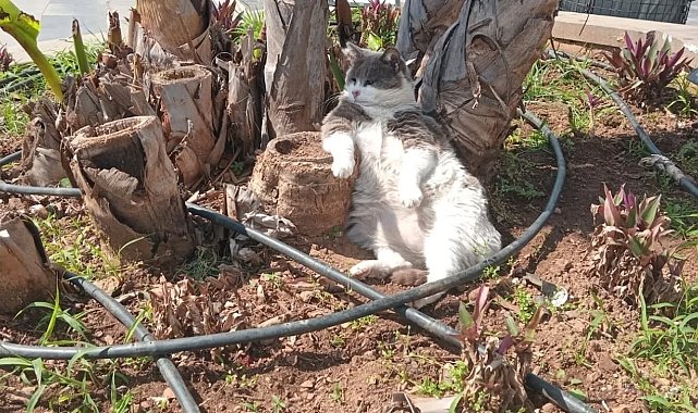 İşçiler çalıştı, o keyfini bozmadı