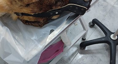 Isırdığını iddia ettiği köpeği silahla vurdu, sahipleri şikayetçi oldu