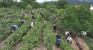 Isparta'da gül hasadı, festival coşkusunu doruklara taşıdı