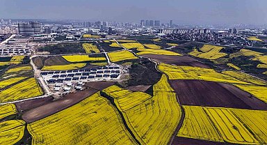 İstanbul kanola tarlaları ile süslendi