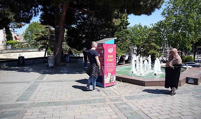 İstanbul'da kedi taklidi yapan martıların mama avı kamerada