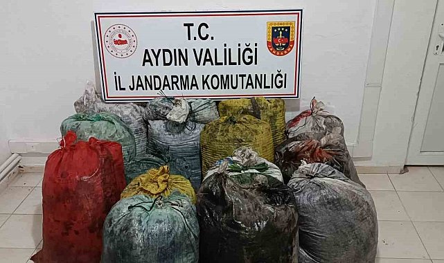 İzinsiz zeytin toplayan 11 şüpheli yakalandı