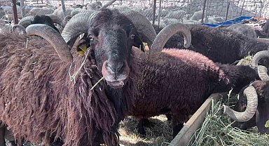 İzmir'de canlı hayvan pazarlarında kurban hareketliliği