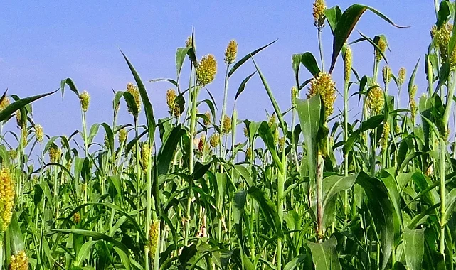 İzmir'de üreticilere Sorgum Sudan Otu Tohumu dağıtıldı